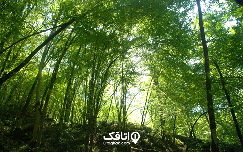 جنگل سرپوش تنگه