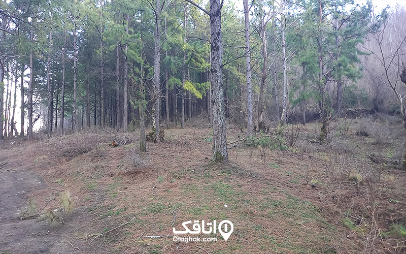 جنگل لیسار گیلان