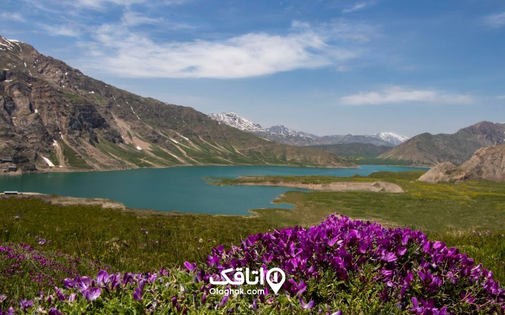 دشت لار و گلهای بنفش دشت لار و گلهای بنفش