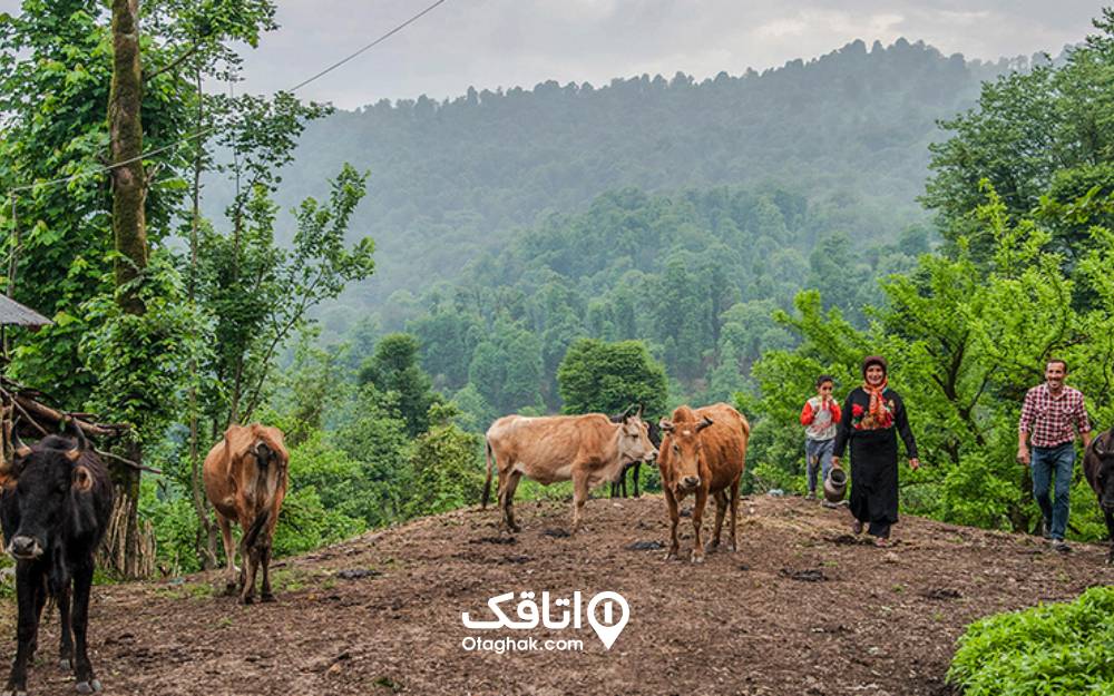 تصویری از مردم محلی و دام ها در روستای سراش