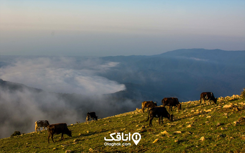 روستای مازیچال
