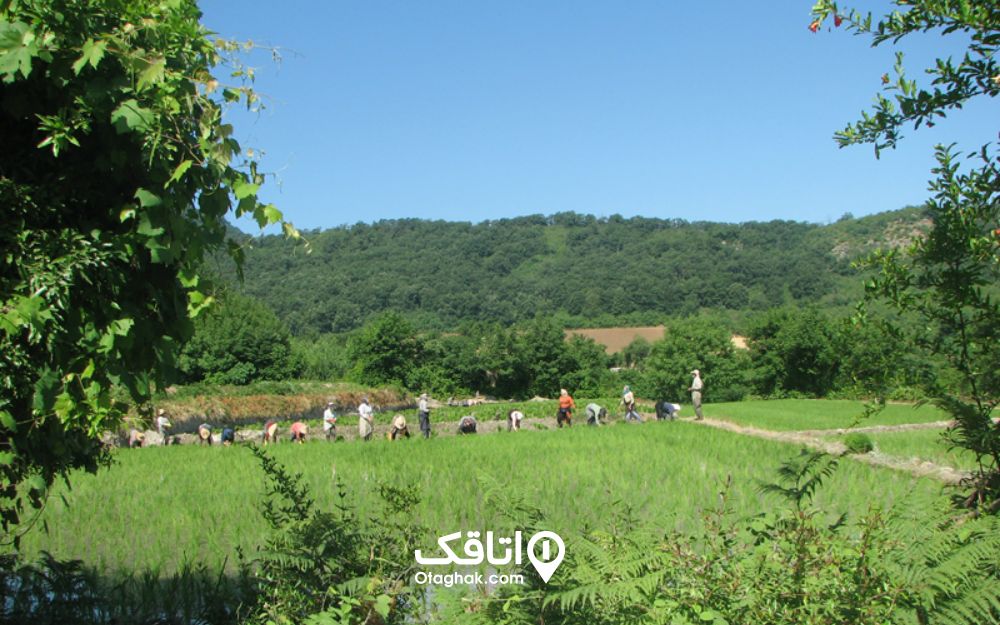 اهالی روستای سرسبز میاندره درحال شالیکاری