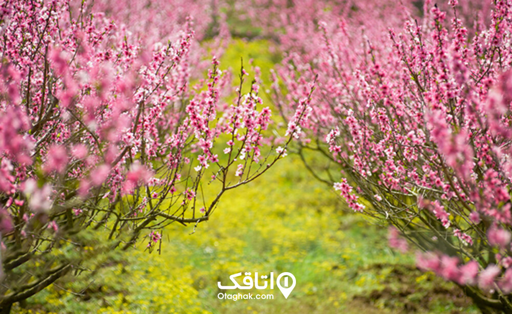 سفر به ساری در بهار