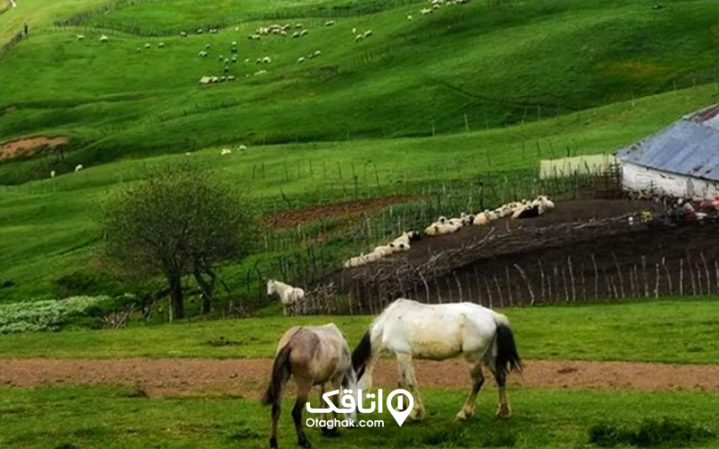 سوباتان
