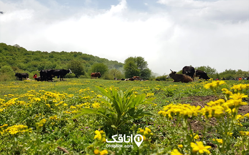 مسیر دسترسی به جنگل الیمستان