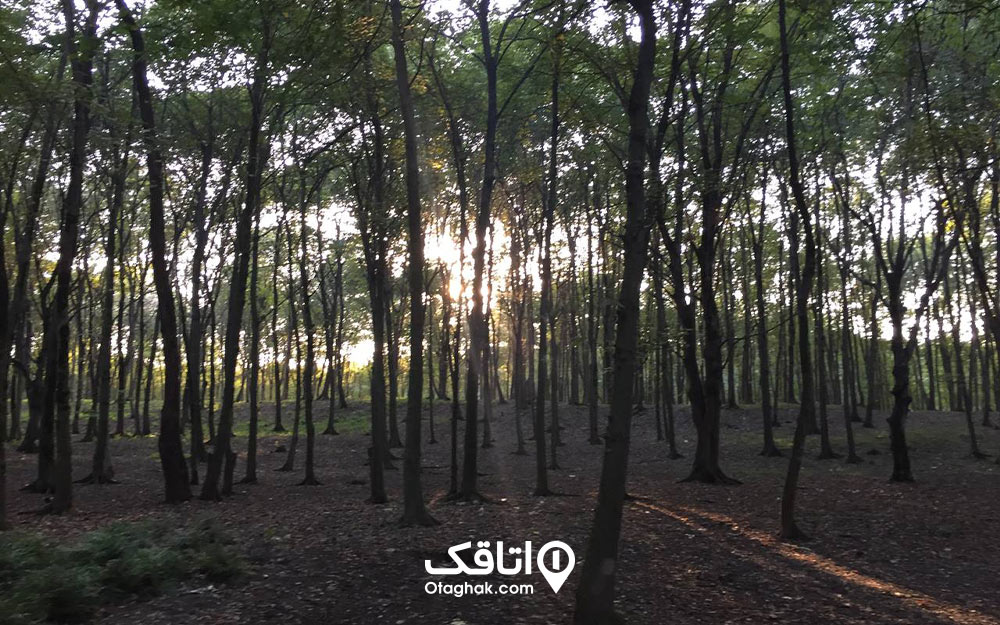 نمایی از درختان انبوه پارک جنگلی سرسبز هلومسر