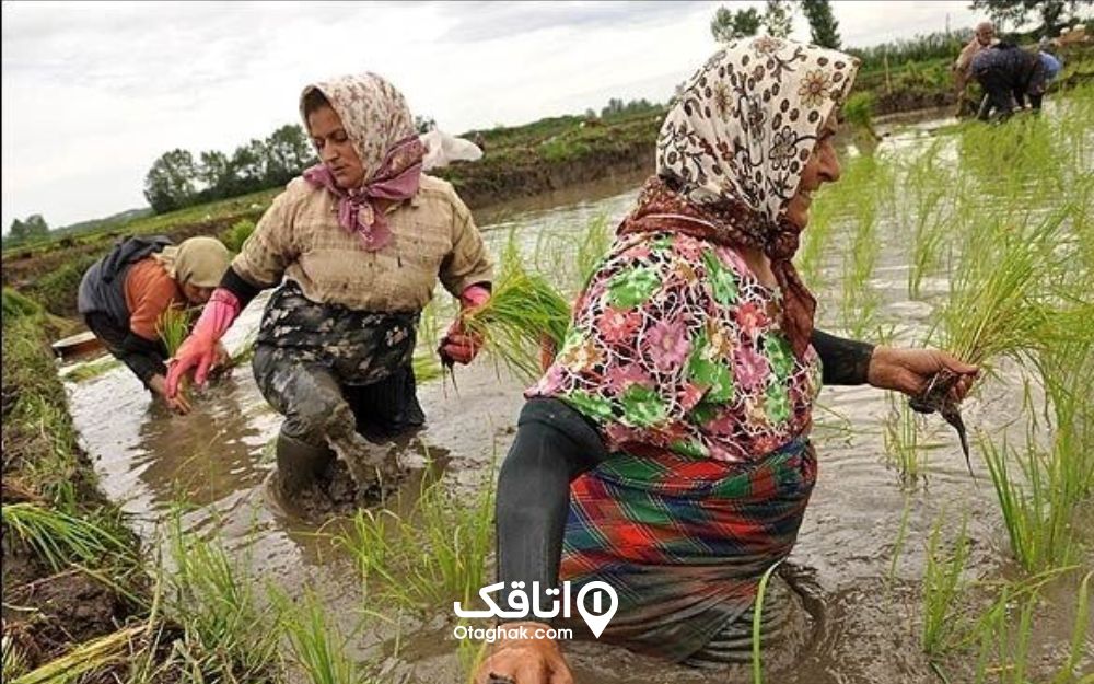 زنان مازندرانی که چادرشو به کمر بسته و درحال شالیکاری هستند