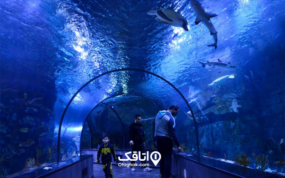 ماهی‌ها و کوسه‌های آکواریوم انزلی 