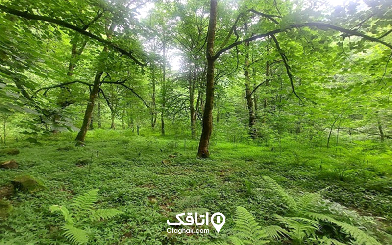 جاهای دیدنی نزدیک به آبشار ویسادار