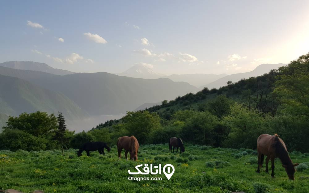 اسب‌ها در جنگل زیبای الیمستان