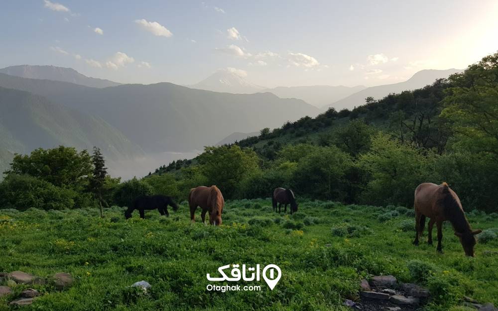 اسبها در حال قدم زدن در جنگل الیمستان اسبها در حال قدم زدن در جنگل الیمستان