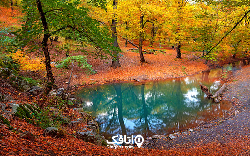 جنگل گلستان کجاست