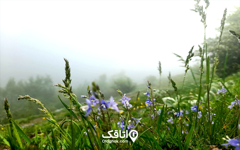 جواهرده چطور جایی است