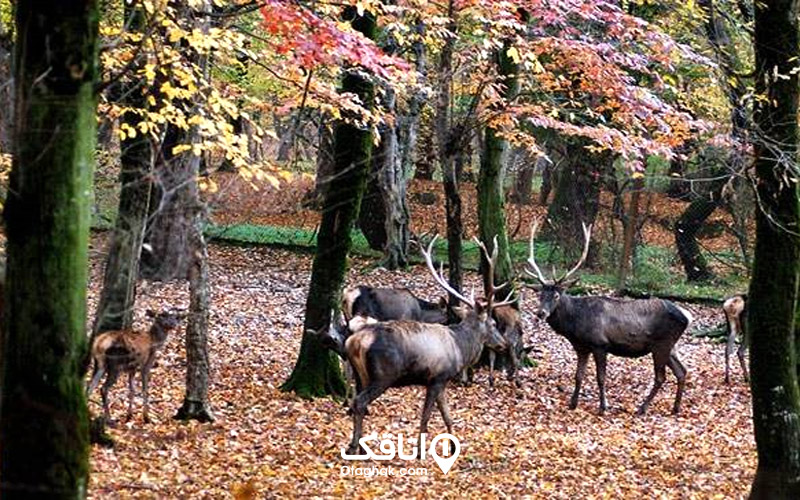 حیاتوحش و گیاهان پارک ملی گلستان