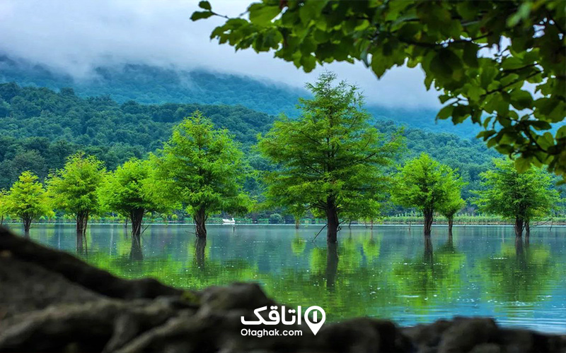 شنا