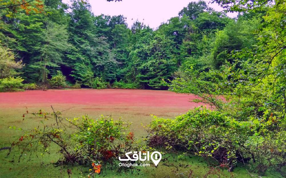 رنگ زیبای صورتی مرداب هسل