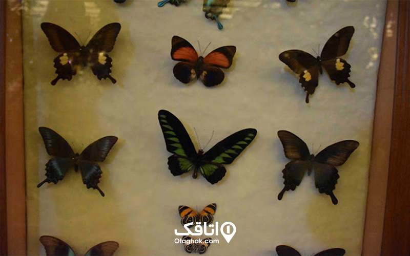 موزه پروانهها
