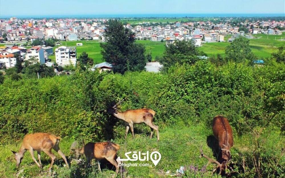 گوزنهای پارک جنگلی سیاه داران