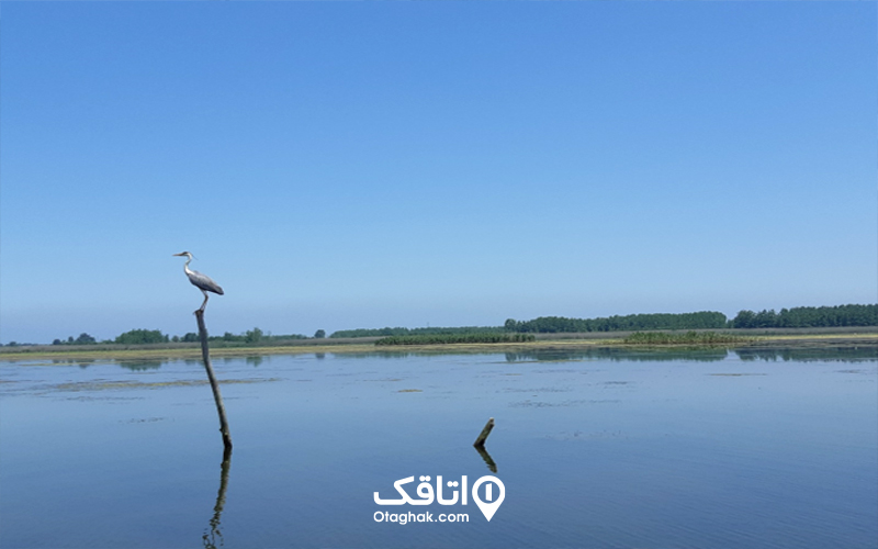 پرندگان تالاب انزلی