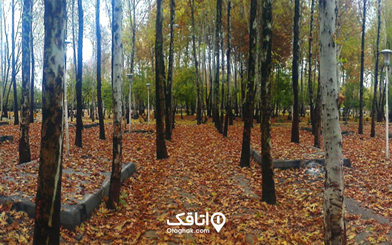 پیادهروی در پارک جنگلی ناژوان