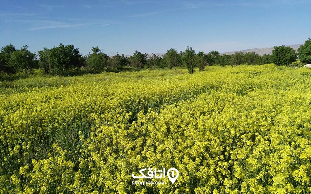 نمایی از دشت گل روستای مهارلو