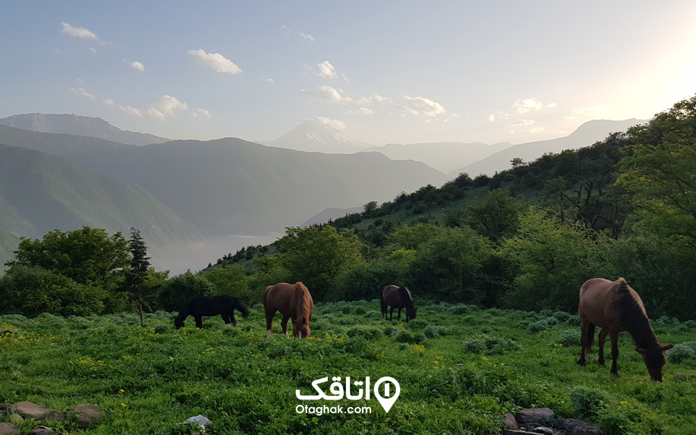 نمایی از جنگل الیمستان و اسب‌ها