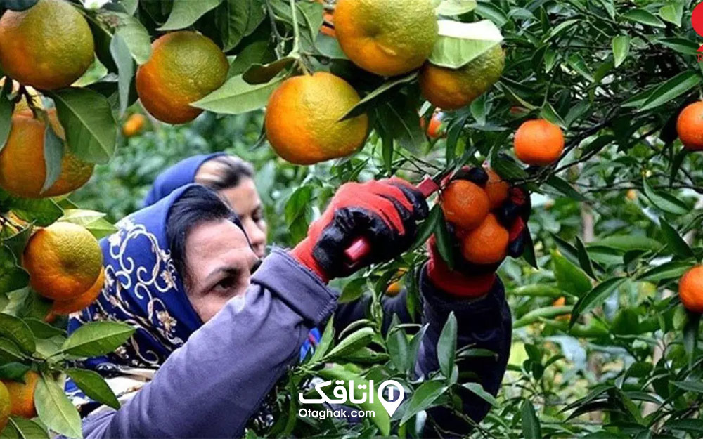 باغ‌داران در حال برداشت نارنگی