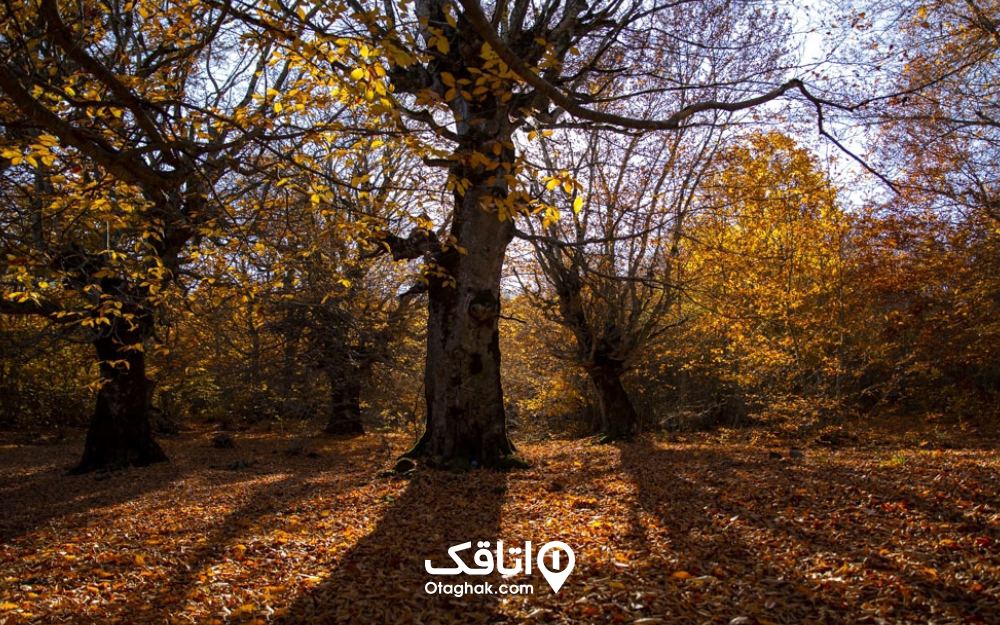 جنگل دالخانی، یکی از زیباترین جاهای دیدنی رامسر