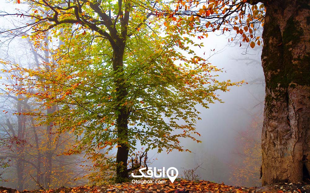 نمایی از یک درخت در پاییز ماسال