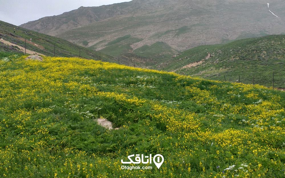 دشت گل زرد در نزدیکی روستای پلور