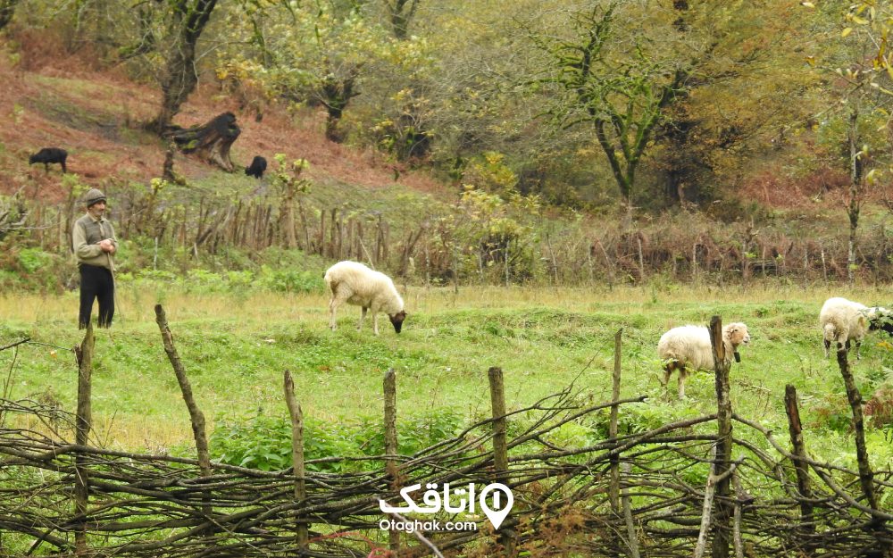 بررسی وضعیت اقتصاد در شاندرمن ماسال