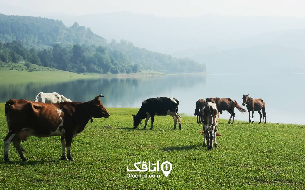 گاوها درحال گشت‌وگذار کنار دریاچه لفور