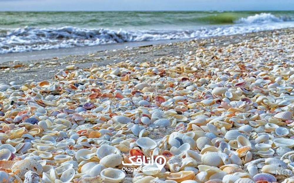 صدف‌های رنگارنگ ساحل صدف رامسر