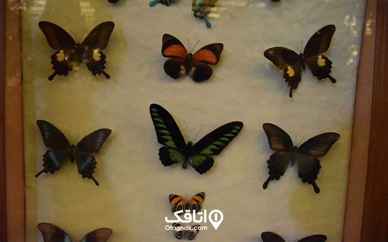 موزه پروانه‌ها