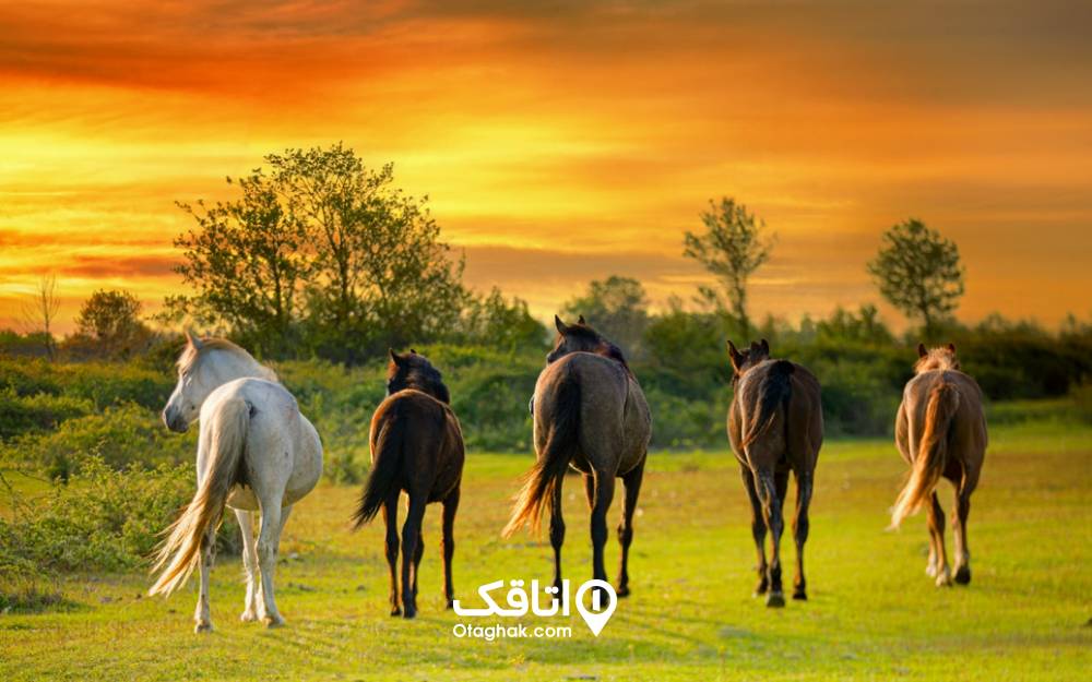 تصویری زیبا از اسب‌ها در پارک ملی بوجاق