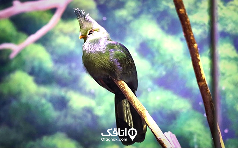 بخش پرندگان و خزندگان