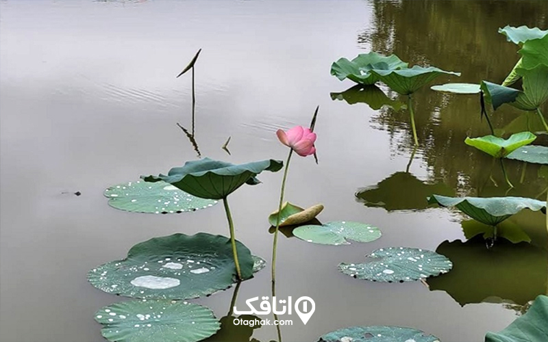 تفریحات و دیدنیهای تالاب سوستان