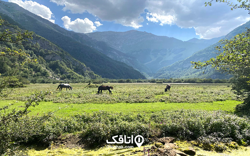 با دشت دریاسر بیشتر آشنا شویم | ماجراجویی در دشت بابونهها
