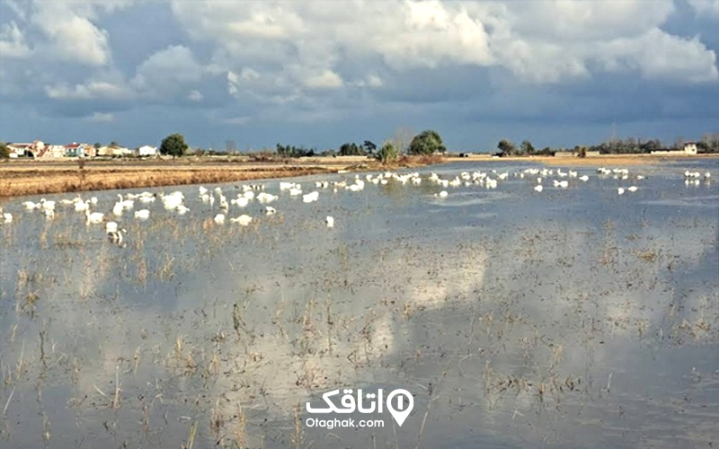 طبیعت تالاب سوستان