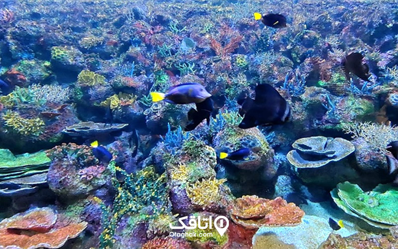 مسیر دسترسی به آکواریوم انزلی