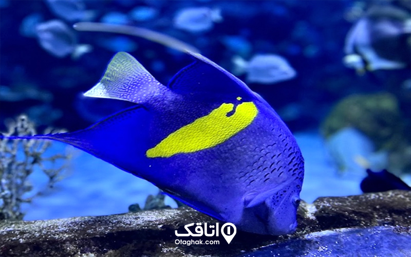 نکات مهم برای بازدید از آکواریوم انزلی