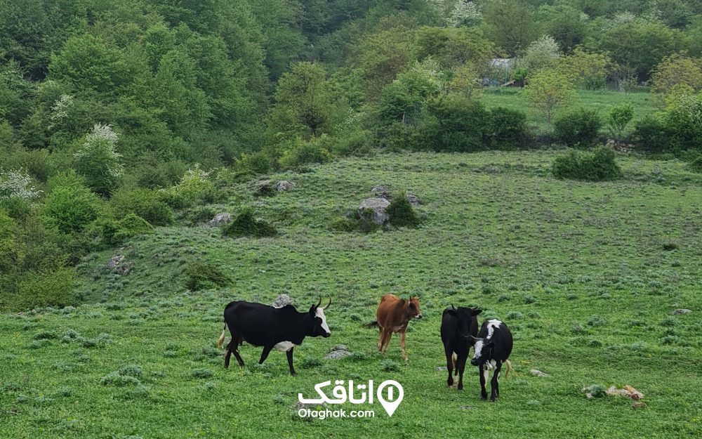 مراتع روستای ارفع ده همراه با چند گاو در حال چرا