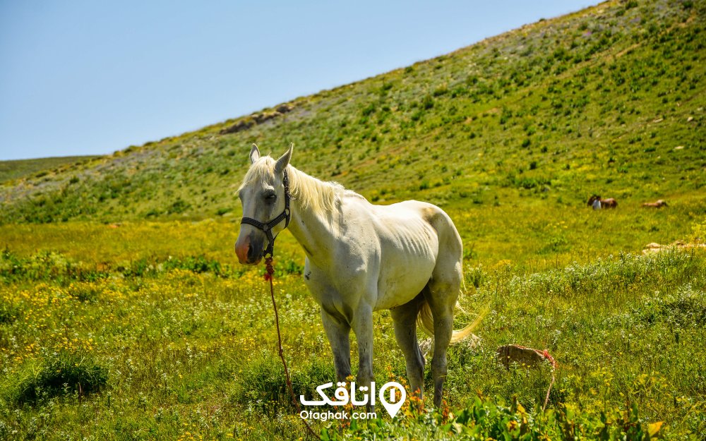 تصویری رویایی و کارت پستالی از دشت لپاسر