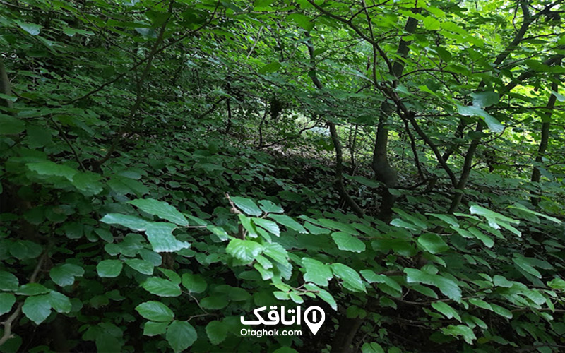 آبوهوای جنگل النگدره
