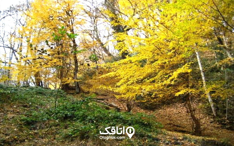 بهترین زمان سفر به جنگل النگدره