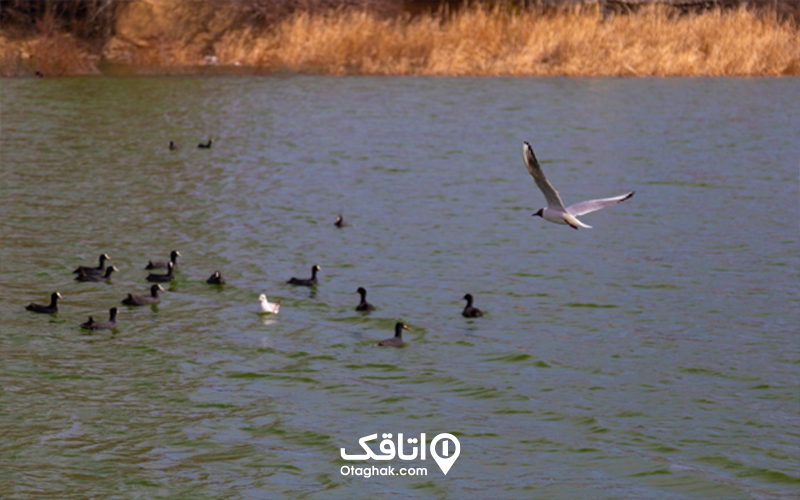 دریاچه طرقرود