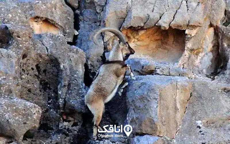 پارک ملی کلاه قاضی