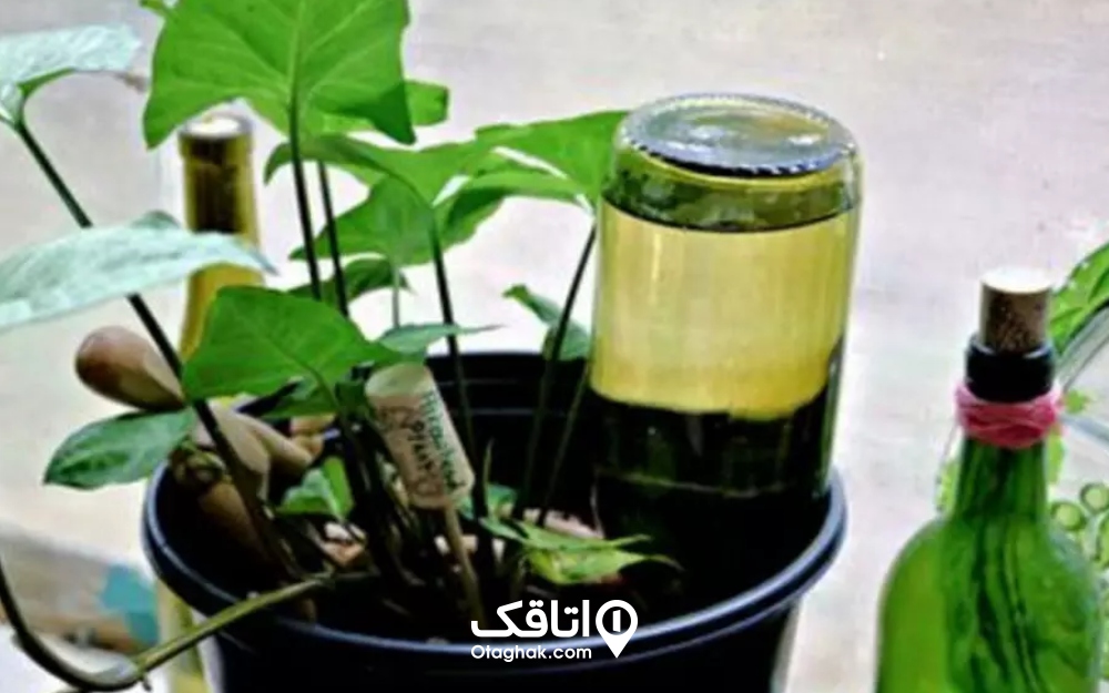 برای گیاهانی که هر روز به آب نیاز دارند، از روش بطری آب در گلدان استفاده کنید.