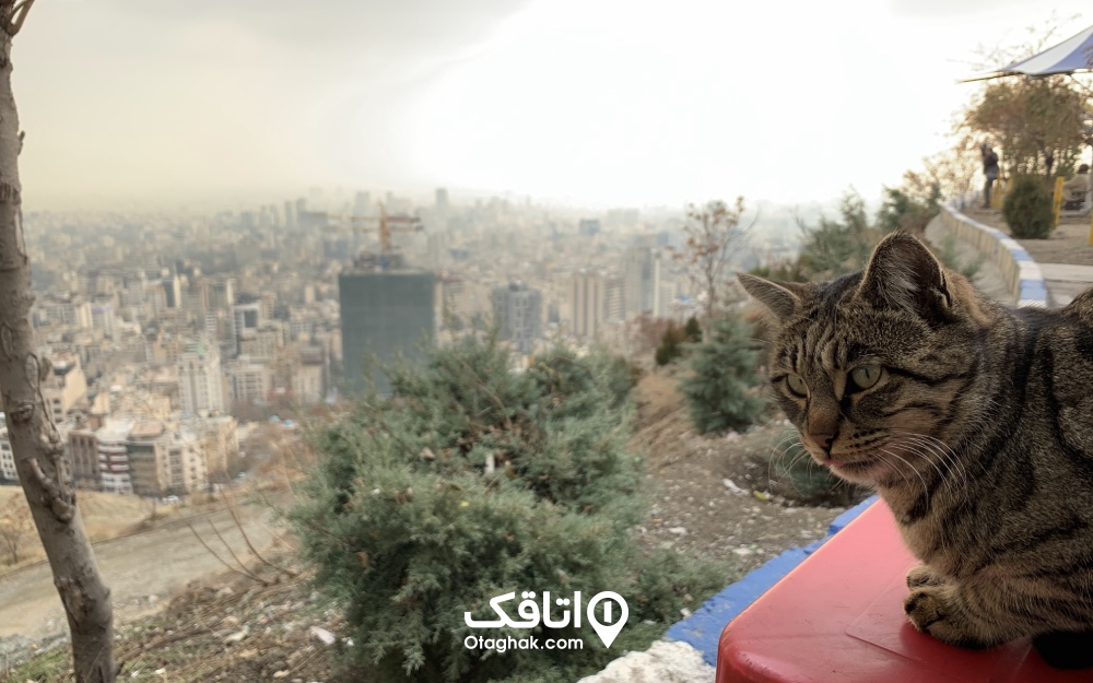 نمایی از گربه‌ای که روی یکی از نیمکت‌های بام تهران نشسته است