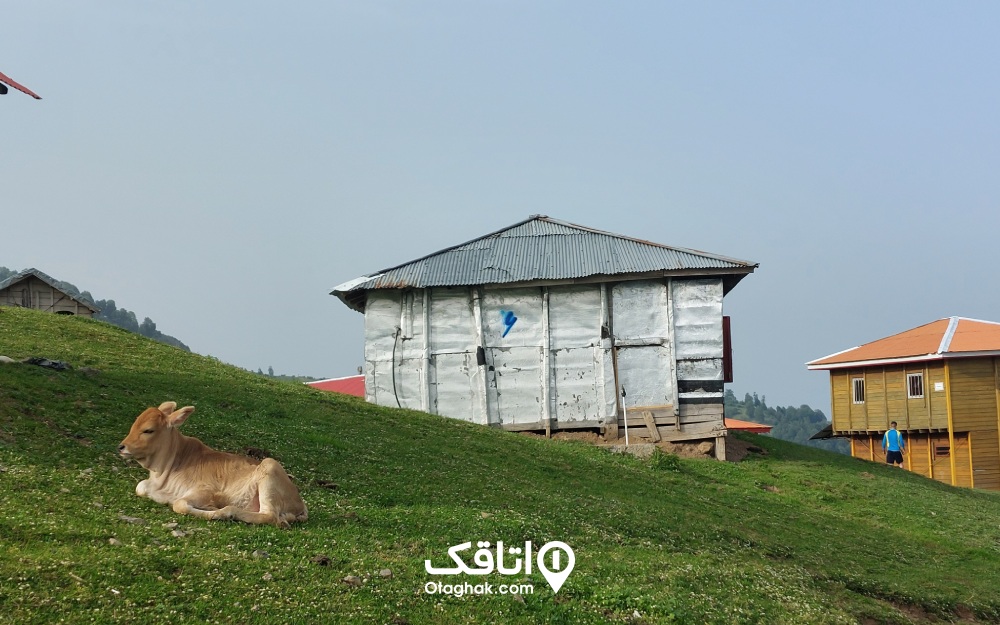 آهویی زیبا که به آرامی و با خیال راحت در دشت‌های ییلاق سوئه چاله استراحت میکند.